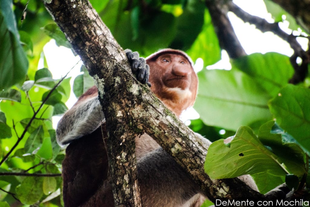 mono narigudo