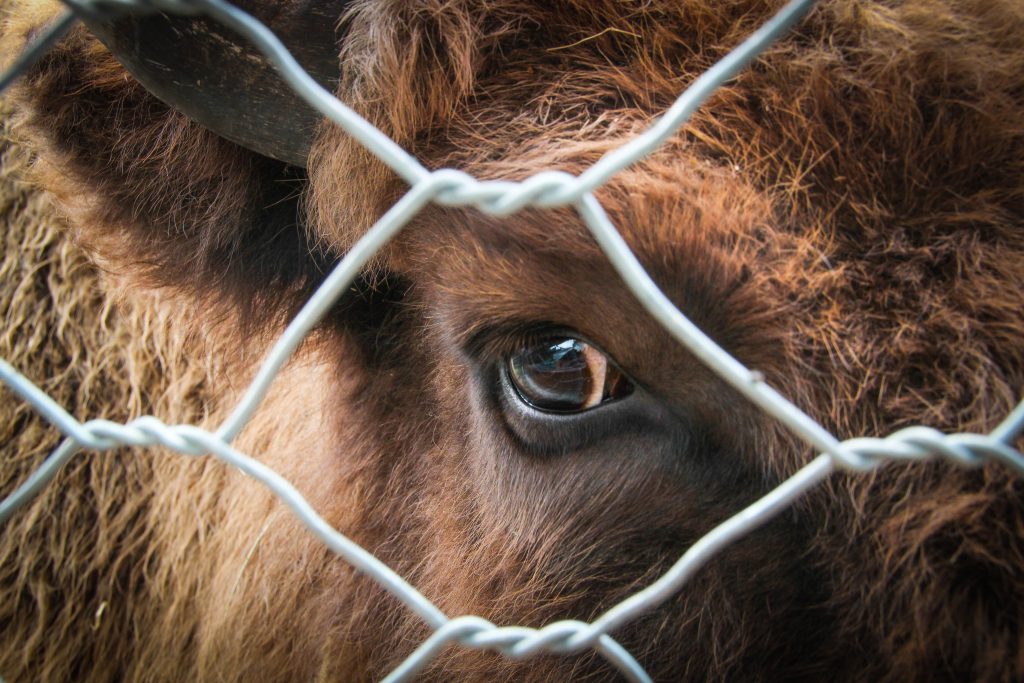 vaca en el matadero mirando a través de la reja