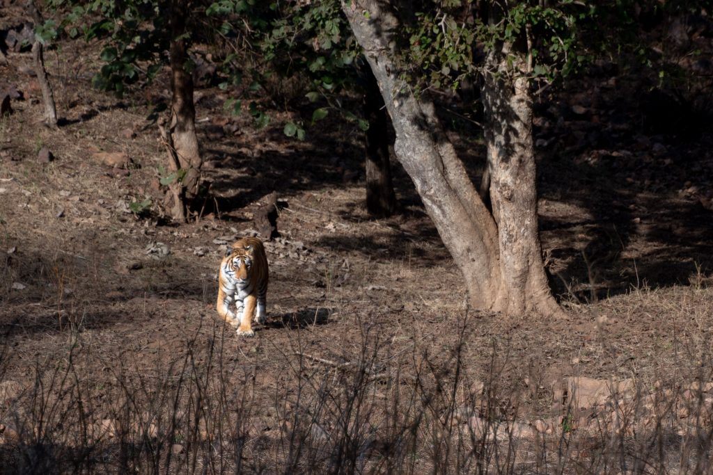 safari con tigre de bengala en india