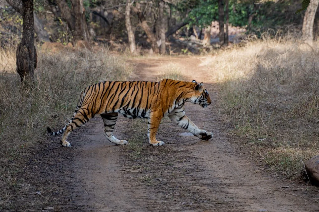 tigre de bengala cruzando el camino