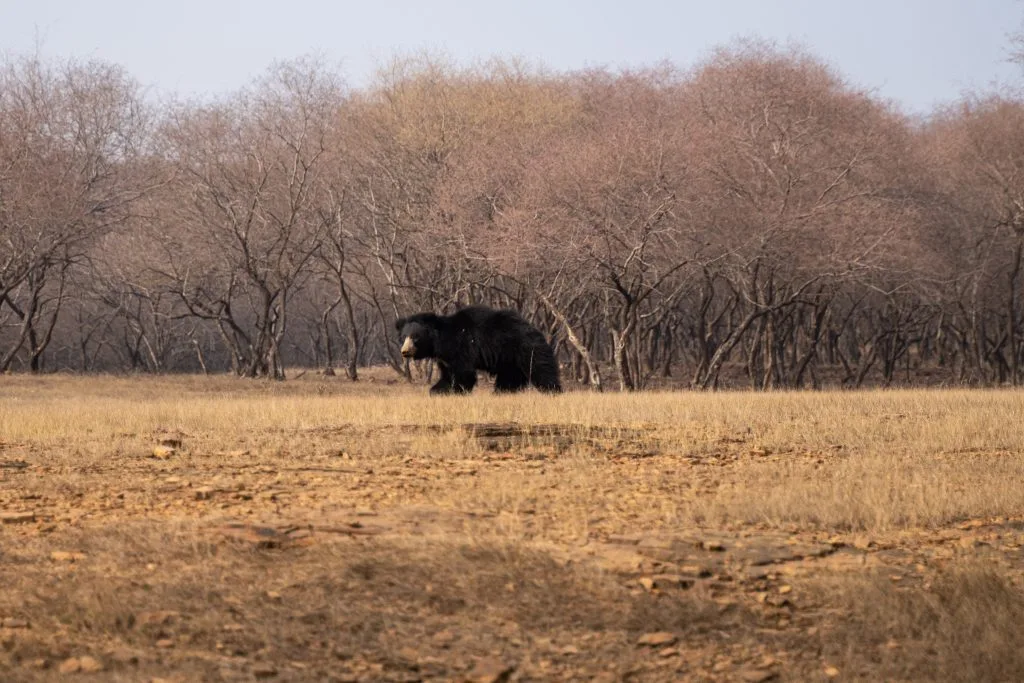 oso bezudo en safari india