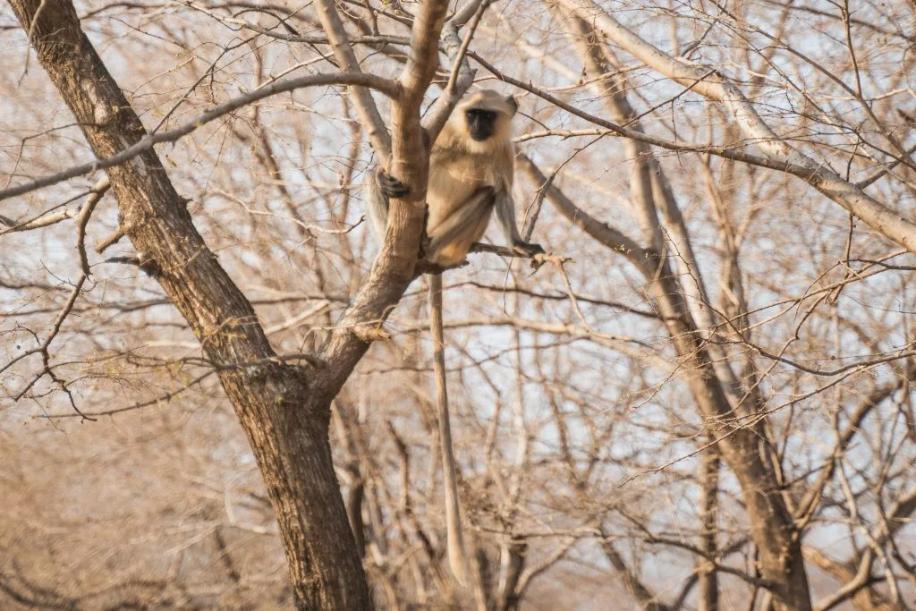 mono en la copa de los árboles