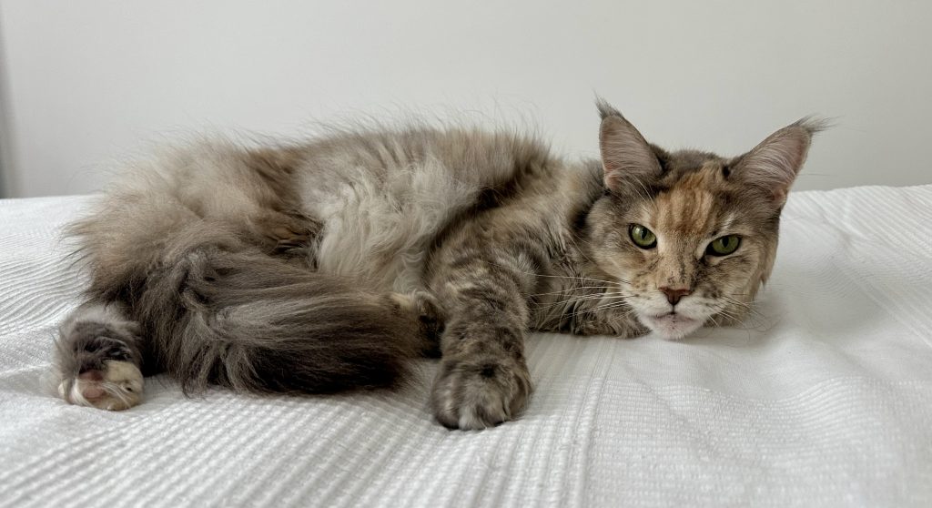 house sitting en bulgaria