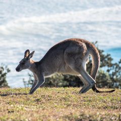 Work & Holiday Visa Australia desde Uruguay