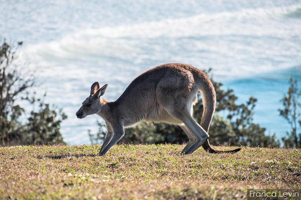 Work & Holiday Visa Australia desde Uruguay