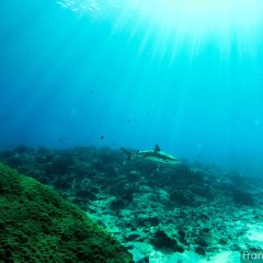Mana y los tiburones