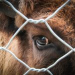 trabajar en un matadero