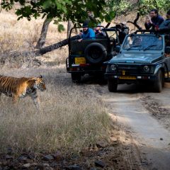 Safari con tigres de Bengala: Consejos para una experiencia inolvidable