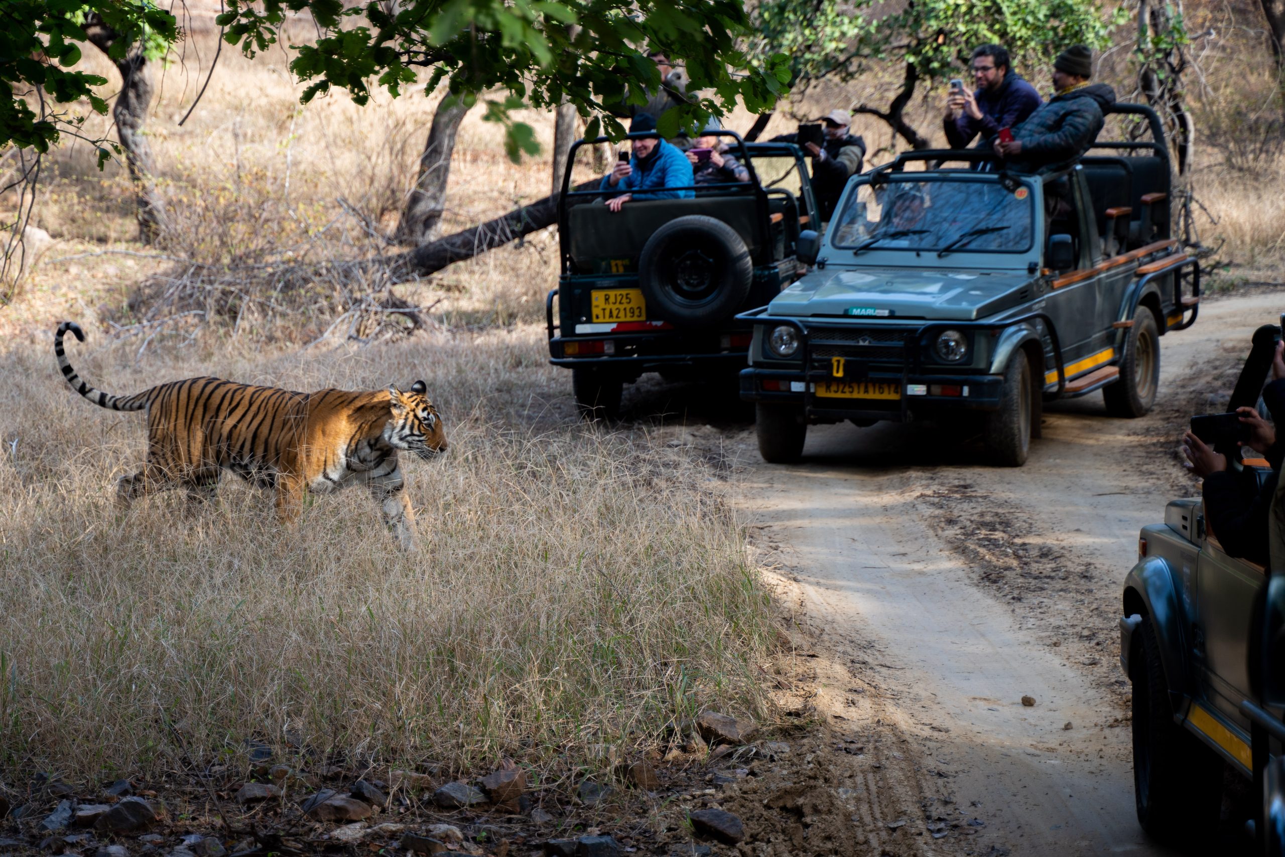 Safari con tigres de Bengala: Consejos para una experiencia inolvidable