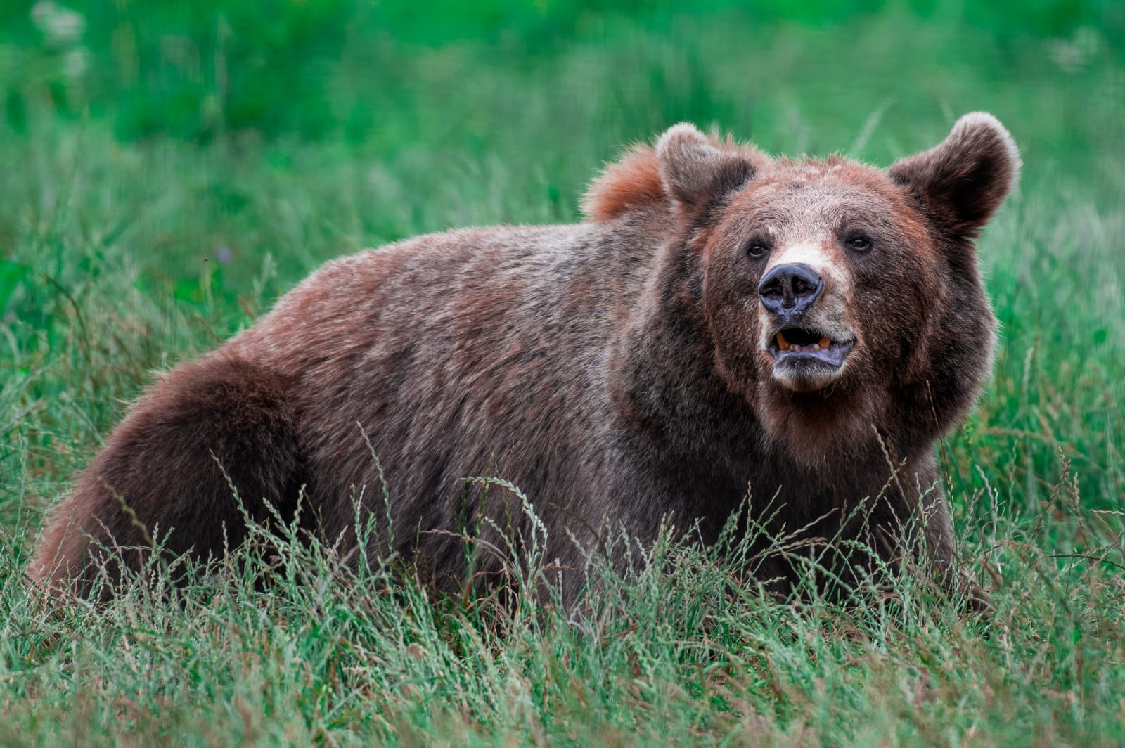 Santuario de Osos en Brasov – Rumanía