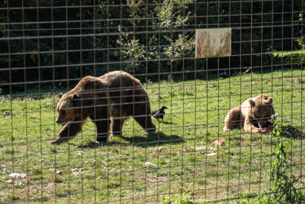 santuario de osos cerca de brasov