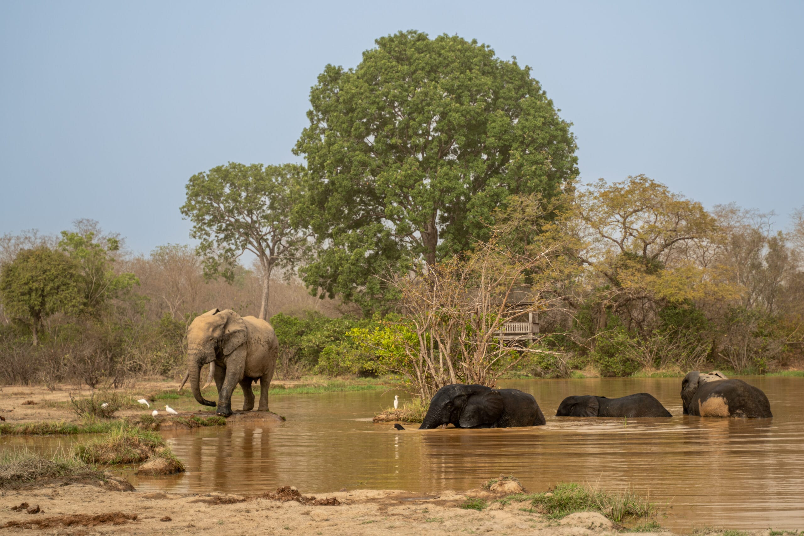 Guía para visitar el Parque Nacional Mole en Ghana