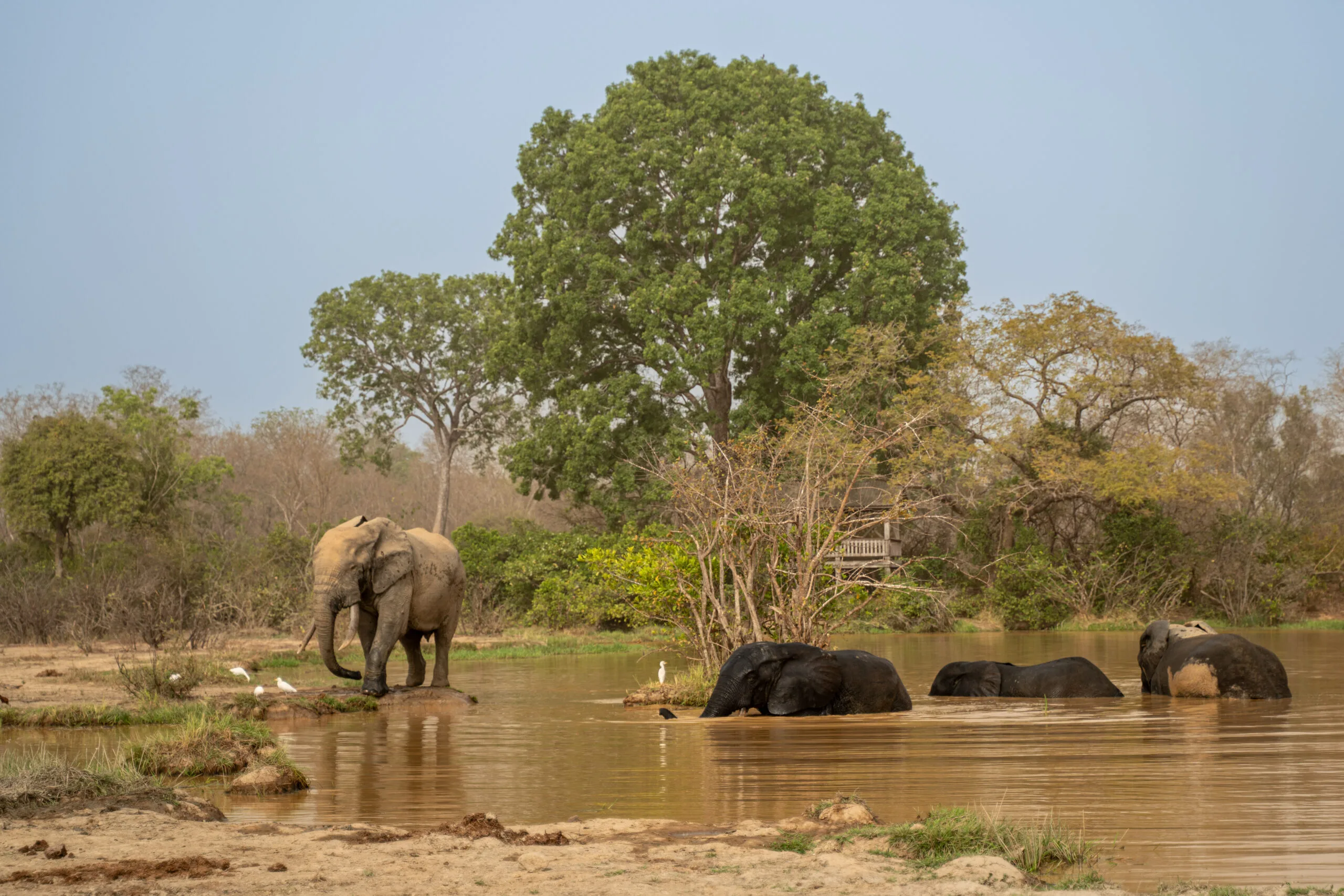 Guía para visitar el Parque Nacional Mole en Ghana